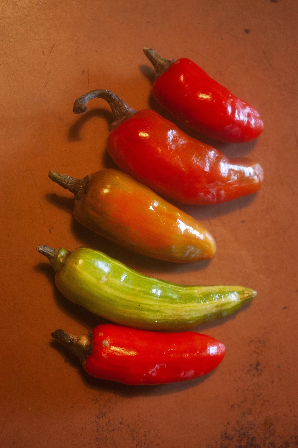 Photo of Pepper (Capsicum annuum 'Fish') uploaded by AudreyDee