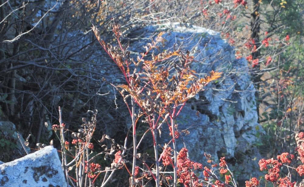 Photo of American Mountain Ash (Sorbus americana) uploaded by ILPARW