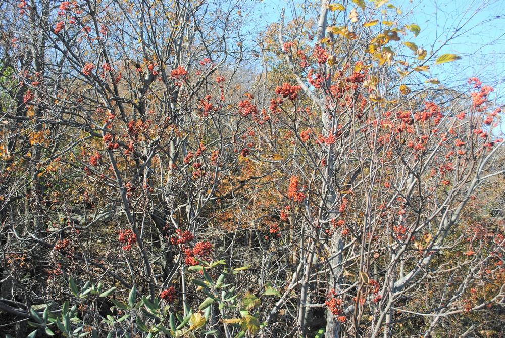 Photo of American Mountain Ash (Sorbus americana) uploaded by ILPARW
