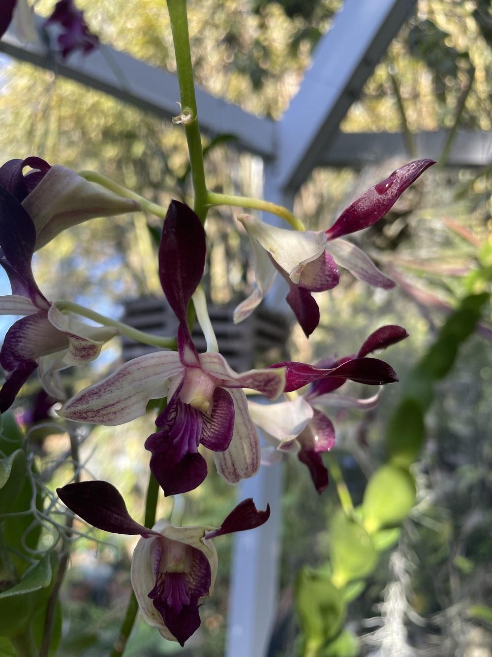 Photo of Orchid (Dendrobium Maui Sparkle) uploaded by dyzzypyxxy