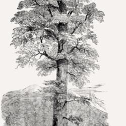 
Date: c. 1859
illustration [as Sequoia wellingtonia] from 'Hamburger Garten- un