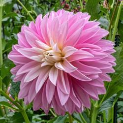 Location: Dahlia Hill, Midland, Michigan
Date: 2018-09-19
Alloway Candy dahlia - the petals seem to open a pale ivory color