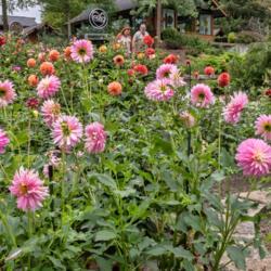 Location: Dahlia Hill, Midland, Michigan
Date: 2018-09-19
Alloway Candy dahlia - tall enough to be better suited for the ba