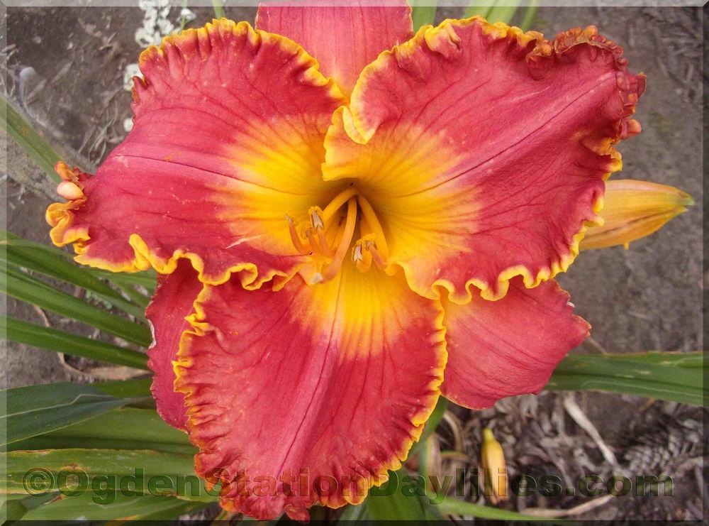 Photo of Daylily (Hemerocallis 'Orange You Red in the Face') uploaded by RobinSeeds
