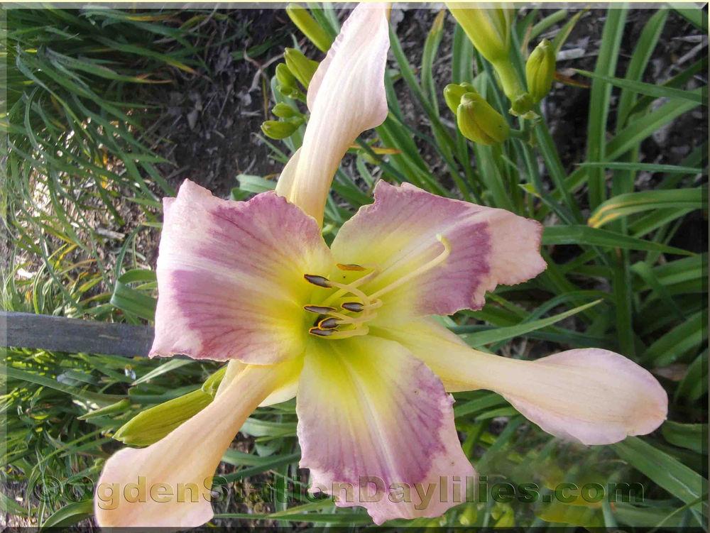 Photo of Daylily (Hemerocallis 'Put Your Hands Up') uploaded by RobinSeeds