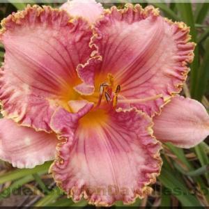 Used with permission by Ogden Station Daylilies