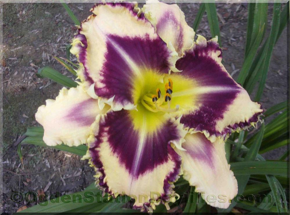 Photo of Daylily (Hemerocallis 'Outstanding in the Field') uploaded by RobinSeeds