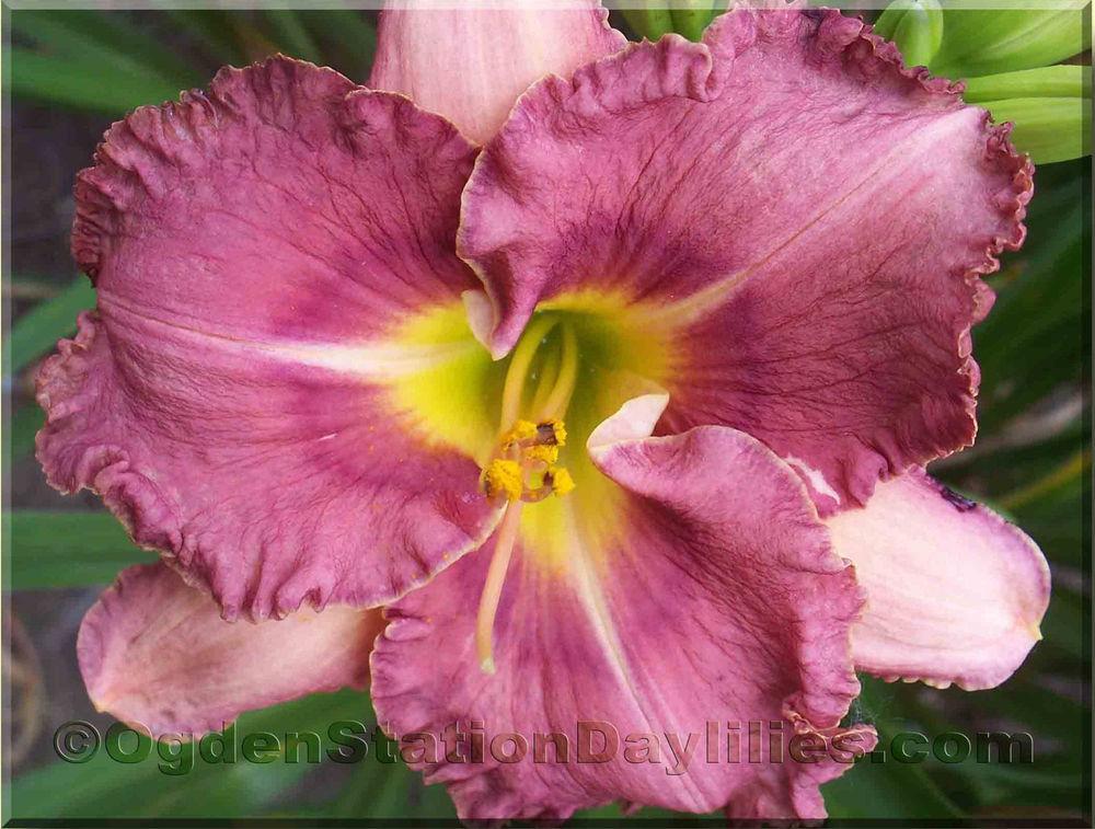 Photo of Daylily (Hemerocallis 'Perfect in Every Way') uploaded by RobinSeeds