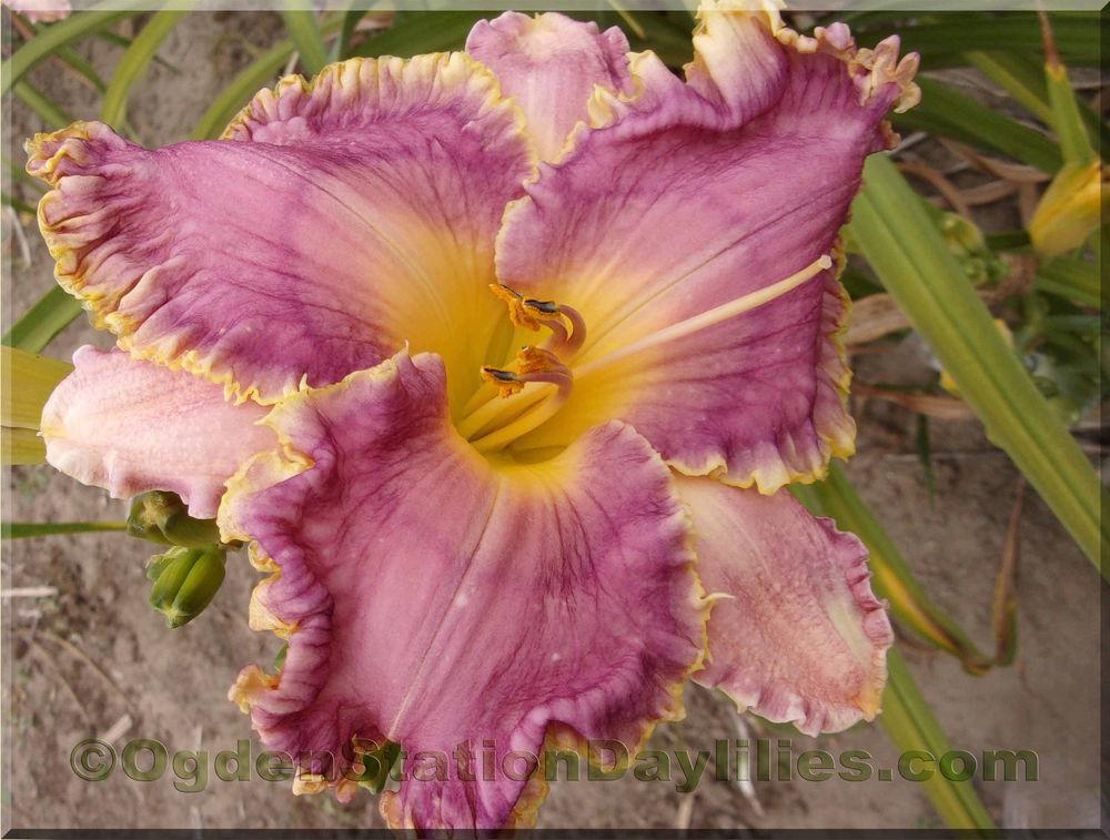 Photo of Daylily (Hemerocallis 'Queen of Hudson') uploaded by RobinSeeds