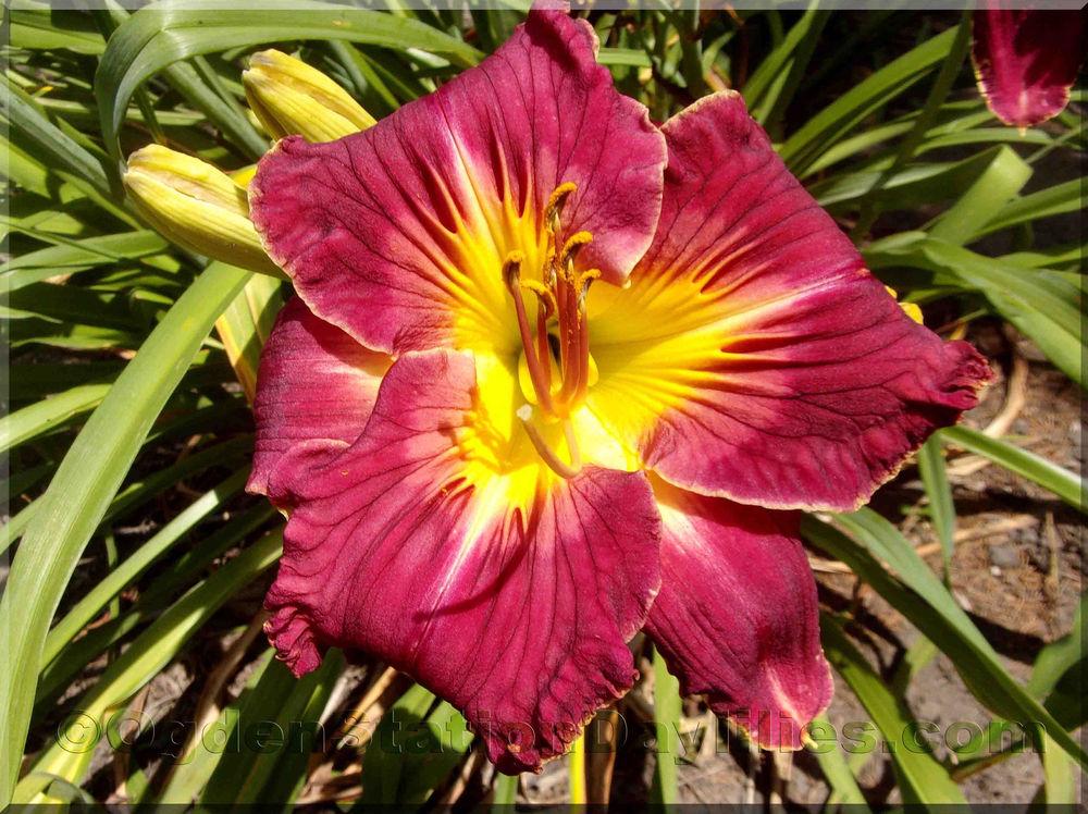 Photo of Daylily (Hemerocallis 'Sculpted Ruby') uploaded by RobinSeeds