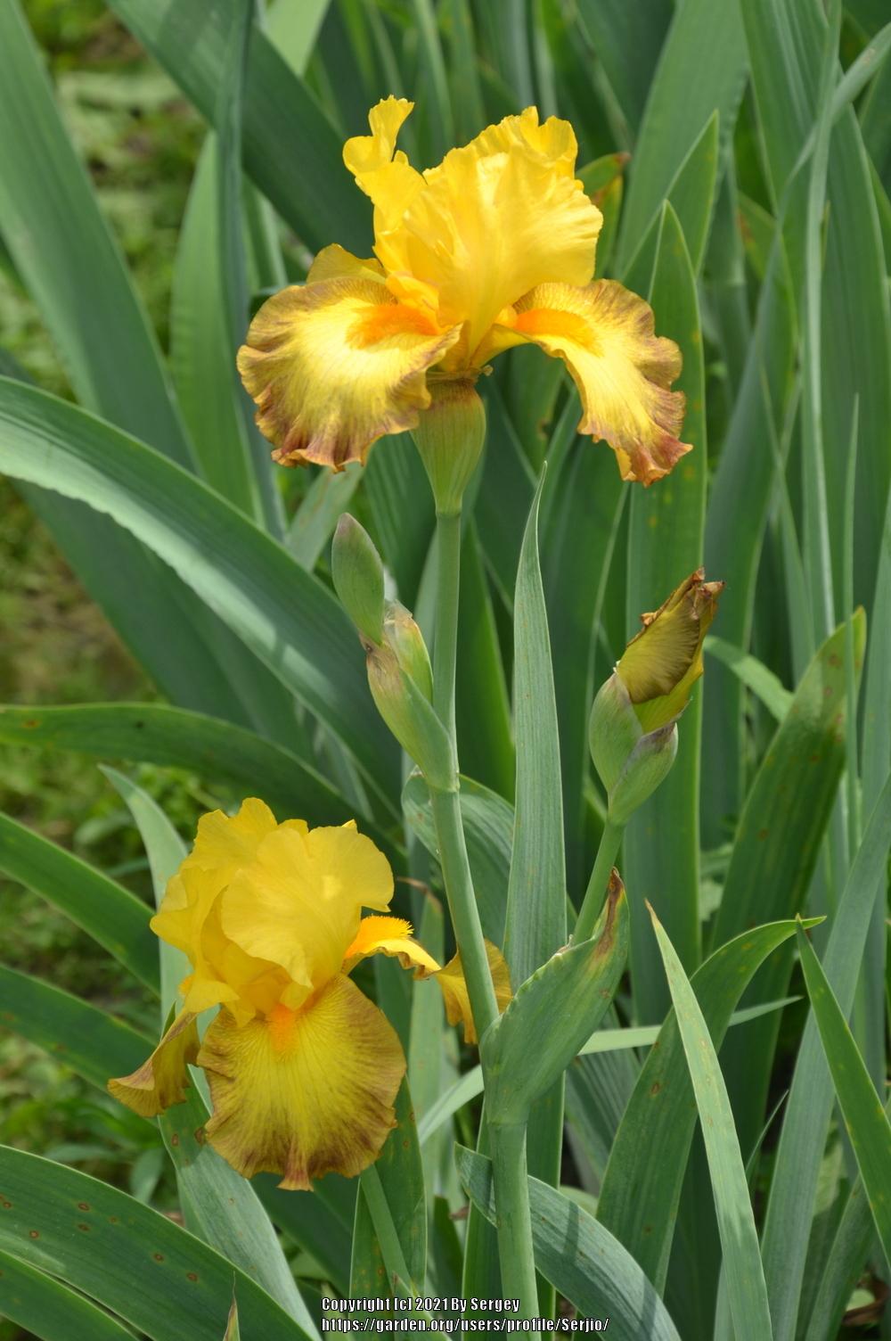 Photo of Tall Bearded Iris (Iris 'Late Pickings') uploaded by Serjio
