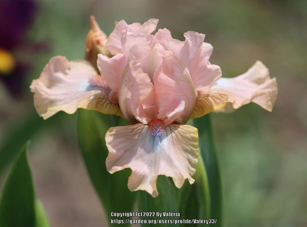 Photo of Standard Dwarf Bearded Iris (Iris 'Pinkster') uploaded by Valery33
