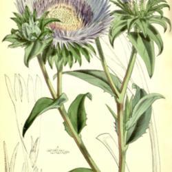 
Date: c. 1857
illustration [as Stokesia cyanea] by W. Fitch from 'Curtis's Bota