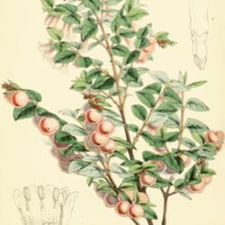 
Date: c. 1857
illustration by W. Fitch from 'Curtis's Botanical Magazine', 1857