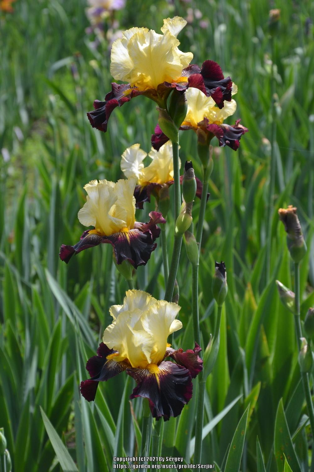 Photo of Tall Bearded Iris (Iris 'Lording It') uploaded by Serjio