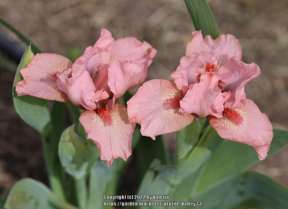 Photo of Standard Dwarf Bearded Iris (Iris 'Pussycat Pink') uploaded by Valery33