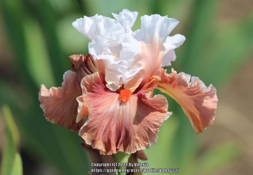 Photo of Tall Bearded Iris (Iris 'Magic Mirror') uploaded by Valery33