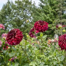 Location: Dahlia Hill, Midland, Michigan
Date: 2018-09-08
Spartacus looks great when surrounded by lighter colored blooms, 