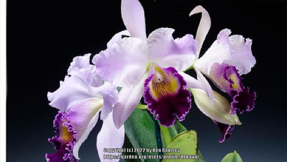 Photo of Orchid (Cattleya Dinard 'Blue Heaven') uploaded by drdawg