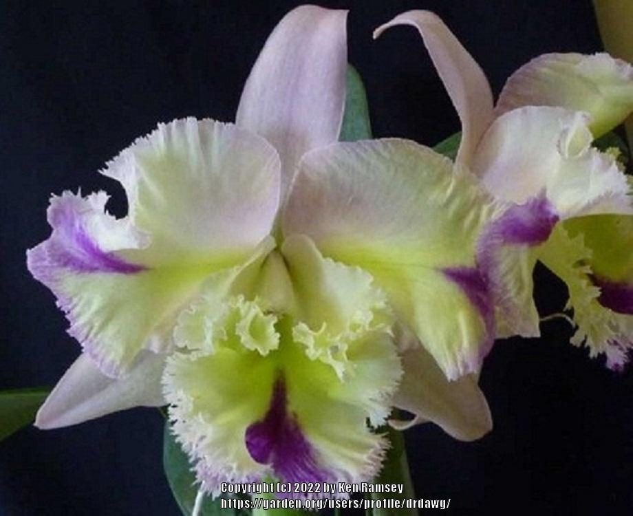 Photo of Orchid (Rhyncholaeliocattleya Mystic Lady 'Lime Morning') uploaded by drdawg