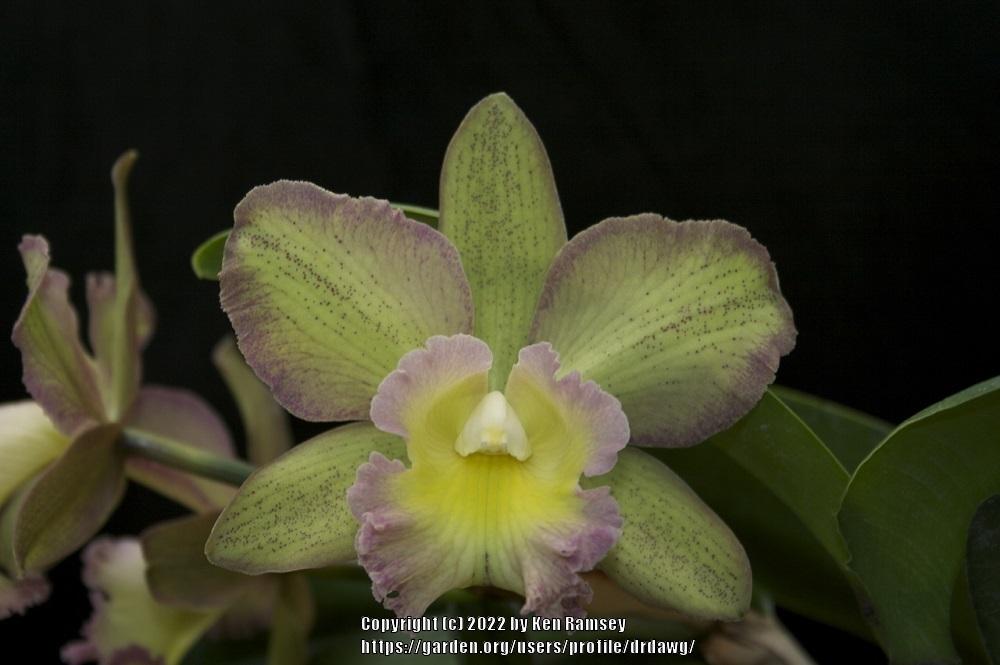 Photo of Orchid (Rhyncholaeliocattleya Memoria Joe Lopez 'Pauwela') uploaded by drdawg