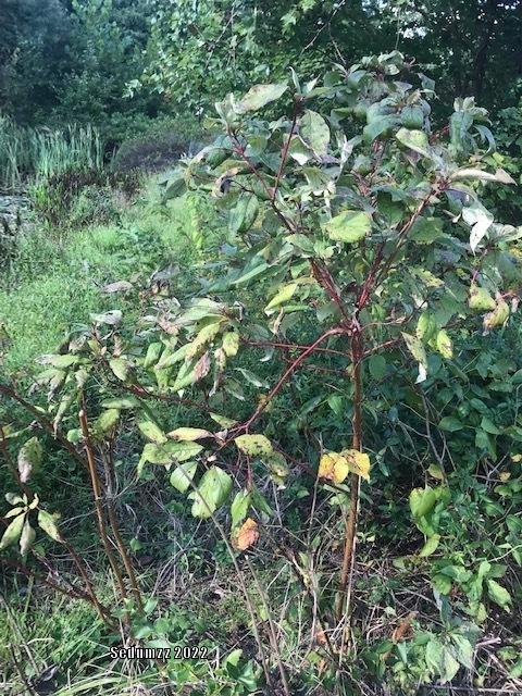 Photo of Red Twig Dogwood (Cornus sericea) uploaded by sedumzz