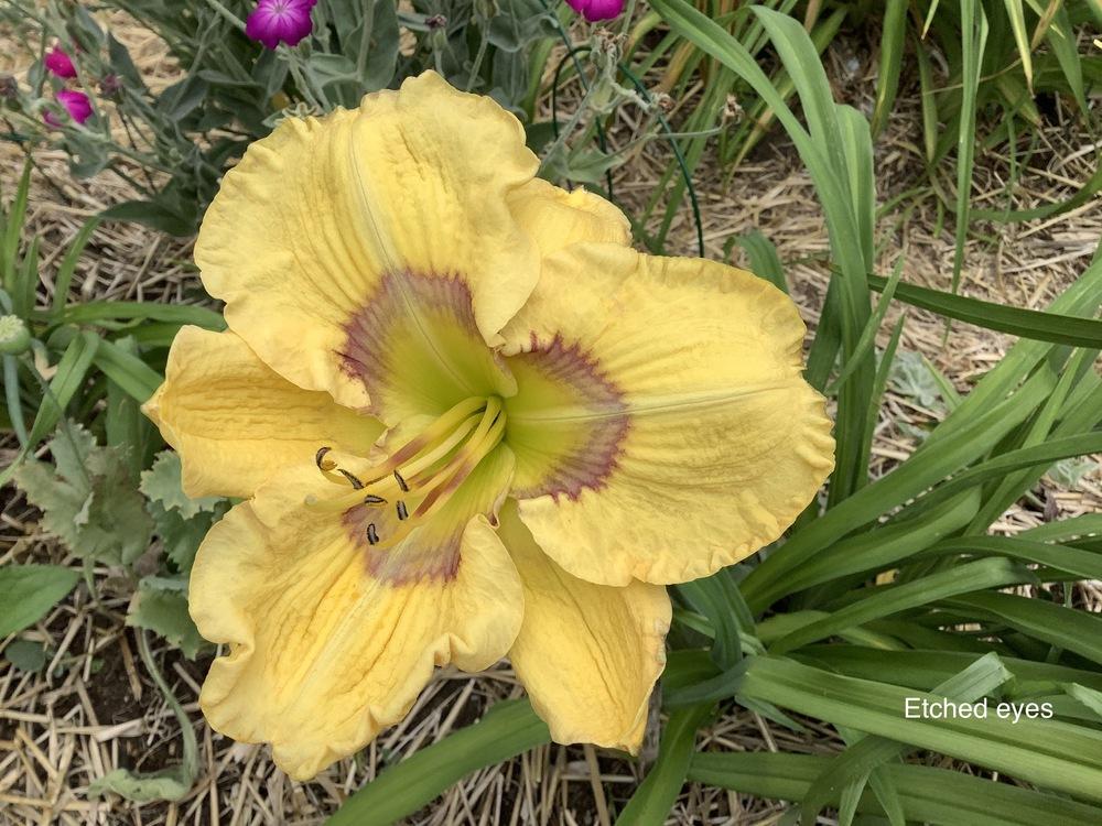 Photo of Daylily (Hemerocallis 'Etched Eyes') uploaded by Gribouille17
