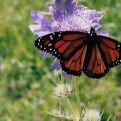 Location: Heathcote Ontario Canada
Date: 2010  summer
Scabiosa  sp      A Monarch butterfly  yeah