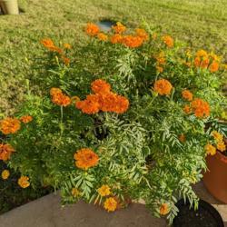 Location: Largo, Florida | Zone 10a
Date: 2022-01-14
My crackerjack marigold's in continuous full bloom. Planted seeds