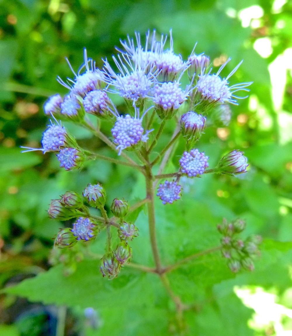Photo of Blue Mistflower (Conoclinium coelestinum) uploaded by scvirginia