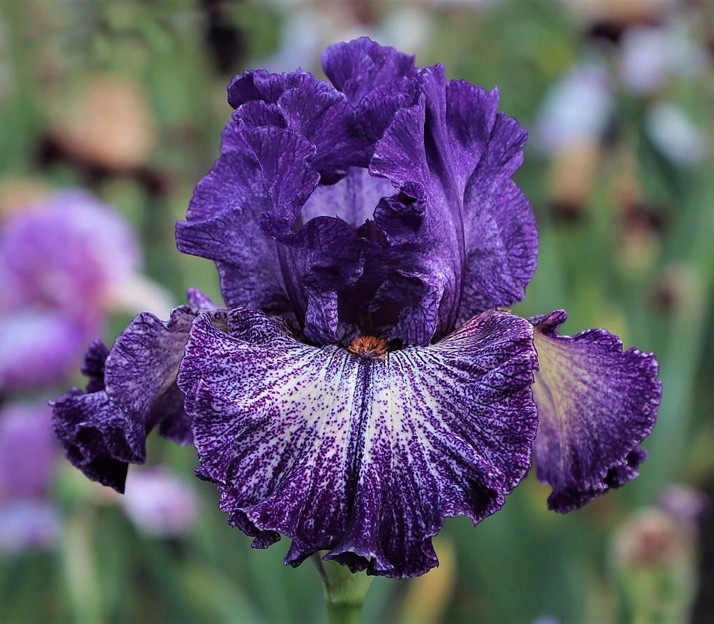 Photo of Tall Bearded Iris (Iris 'Tracks of My Tears') uploaded by Calif_Sue