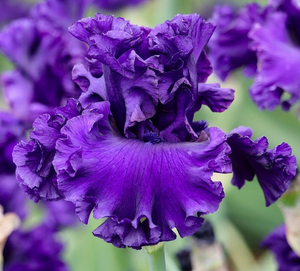 Photo of Tall Bearded Iris (Iris 'Royal Academy') uploaded by Calif_Sue