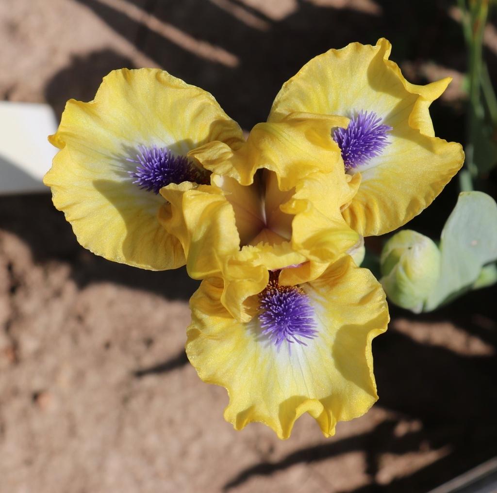 Photo of Standard Dwarf Bearded Iris (Iris 'Hit the Jackpot') uploaded by Calif_Sue