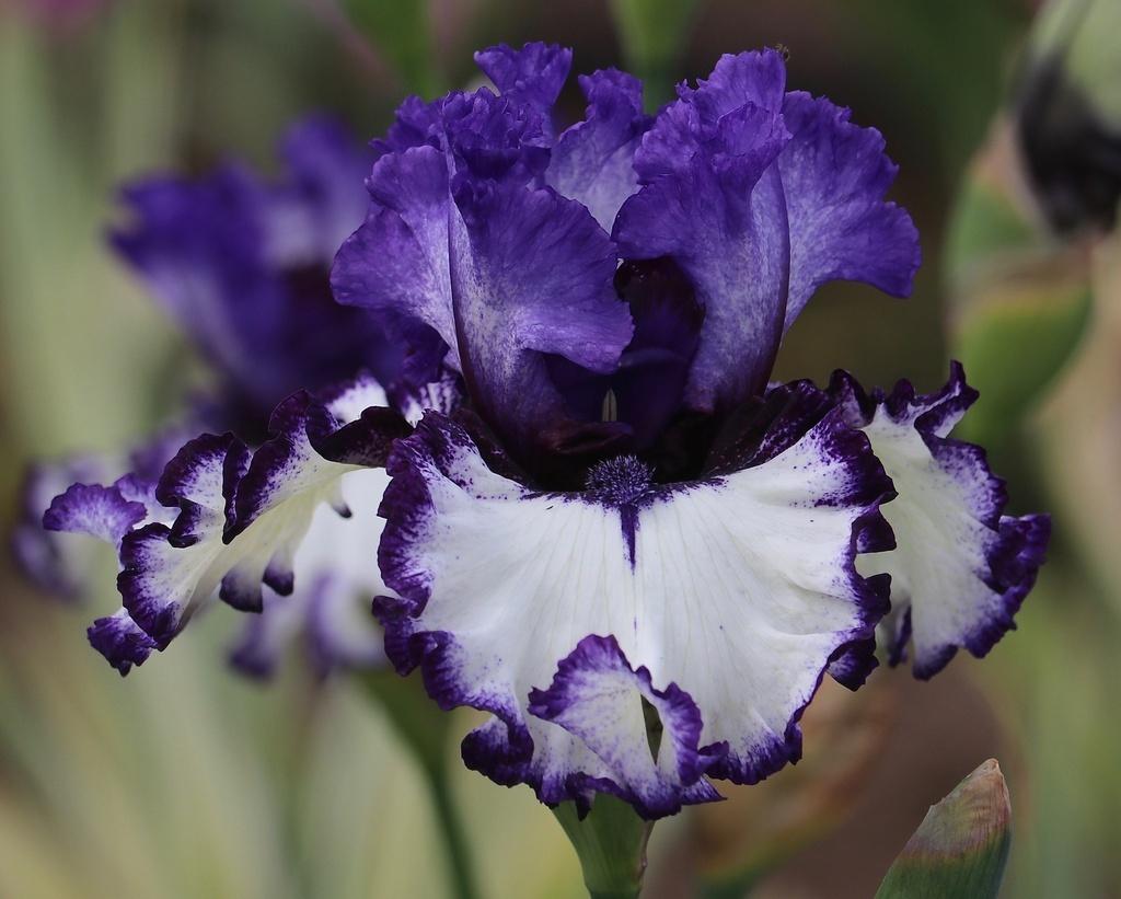 Photo of Tall Bearded Iris (Iris 'Inked In') uploaded by Calif_Sue