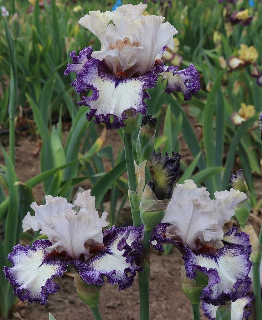 Photo of Tall Bearded Iris (Iris 'Be Not Afraid') uploaded by Calif_Sue