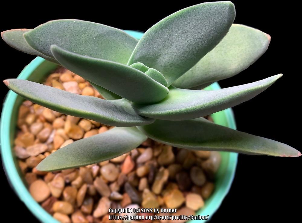 Photo of Propeller Plant (Crassula perfoliata var. falcata) uploaded by Corber