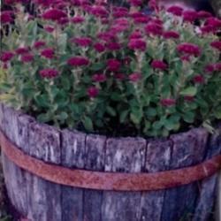 Location: Heathcote Ontario Canada
Date: 2021  summer
Sedum spectabile'Meteor'    lovely alone in a tub 6 years old