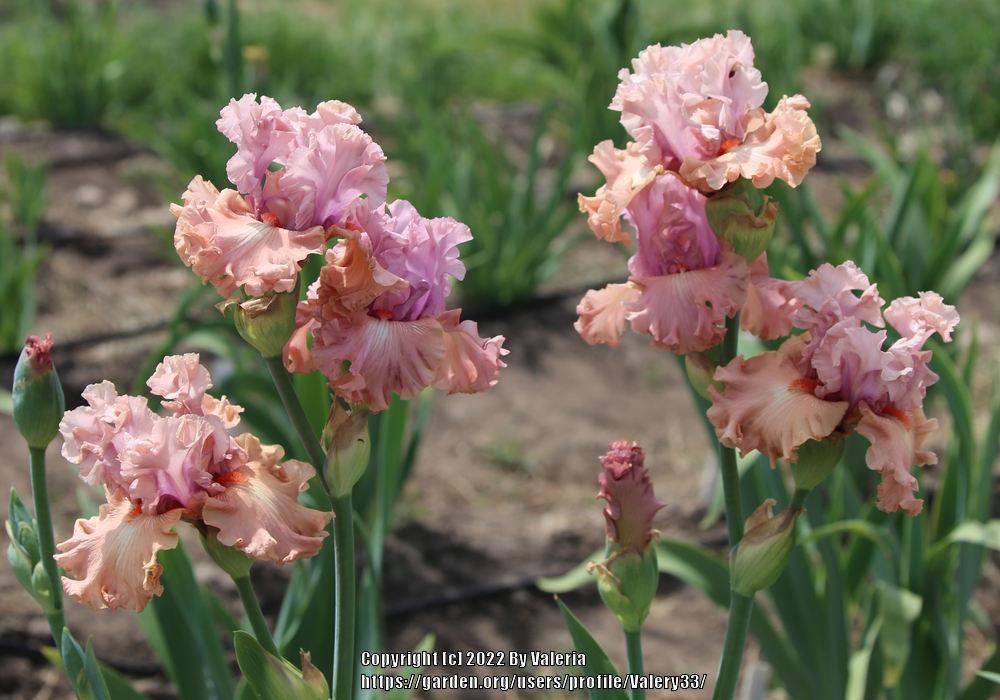 Photo of Tall Bearded Iris (Iris 'How Wonderful') uploaded by Valery33