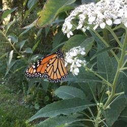 Location: 10970
Date: 10/21
Frostweed bloom with monarch