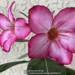 Location: Tampa, Florida
Date: 2022-01-16
Arabicum hybrid, seedgrown nicknamed “Fineline”.