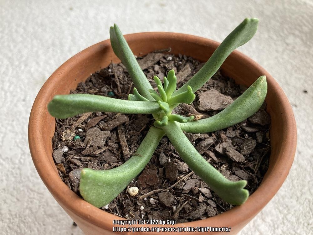 Photo of Elkhorn Plant (Rhombophyllum dolabriforme) uploaded by GigiPlumeria