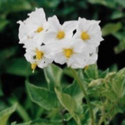 Location: Heathcote Ontario Canada
Date: 2012 June-July
Solanum tuberosum       lovely flowers