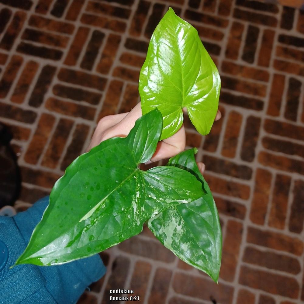 Photo of Arrowhead Plant (Syngonium podophyllum) uploaded by codielane