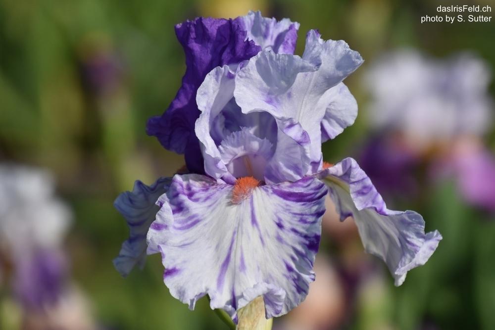 Photo of Tall Bearded Iris (Iris 'Brindled Beauty') uploaded by sunnyvalley