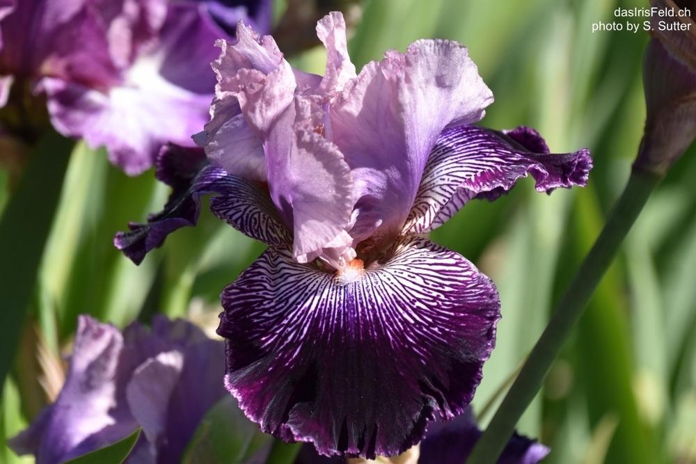 Photo of Tall Bearded Iris (Iris 'Astrology') uploaded by sunnyvalley