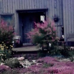 Location: Heathcote Ontario Canada
Date: 2000 July August
Tamarix ramosissima       pretty blooms