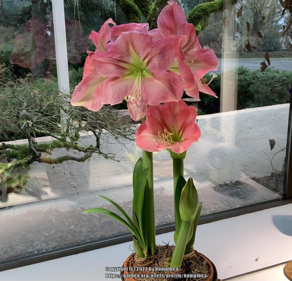 Photo of Amaryllis (Hippeastrum 'Candy Floss') uploaded by bumplbea