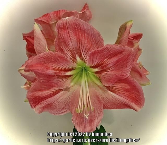 Photo of Amaryllis (Hippeastrum 'Candy Floss') uploaded by bumplbea
