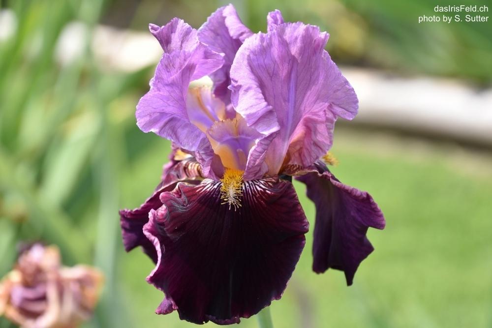 Photo of Tall Bearded Iris (Iris 'Double Agent') uploaded by sunnyvalley