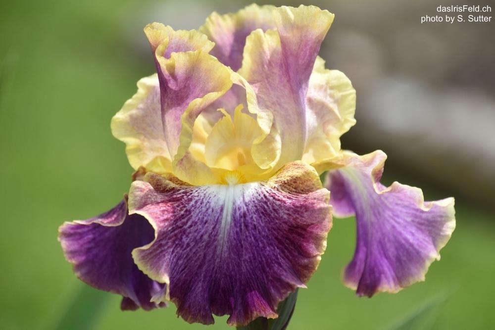 Photo of Tall Bearded Iris (Iris 'Cimarron Trail') uploaded by sunnyvalley